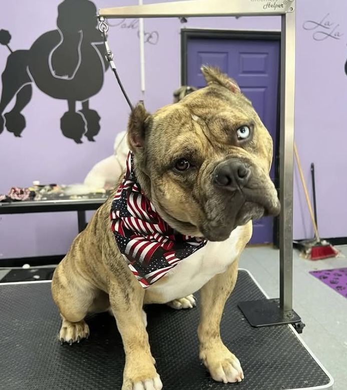 Pet grooming client transformation